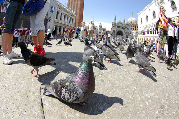Venice