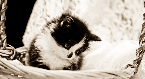 Little Girl