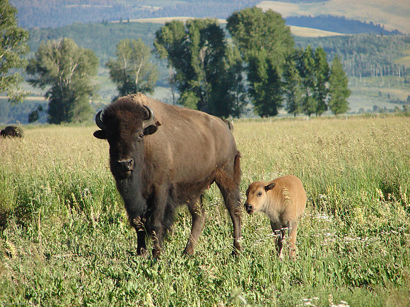Bison