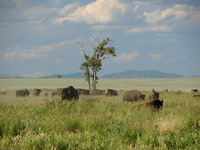 Bison