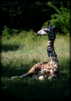 data; name="title"