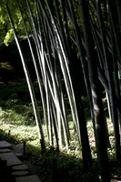 bamboo forest