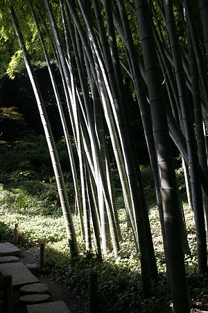 bamboo forest