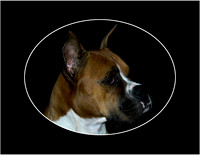 Bailey