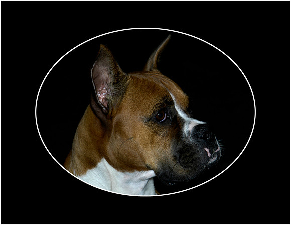 Bailey