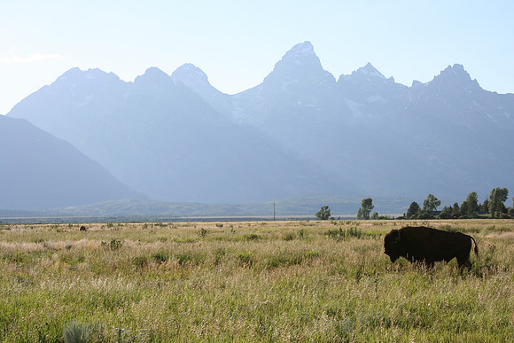 Bison