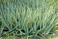 Aloe