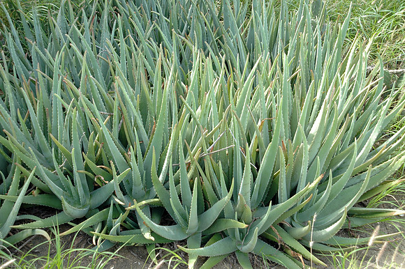 Aloe
