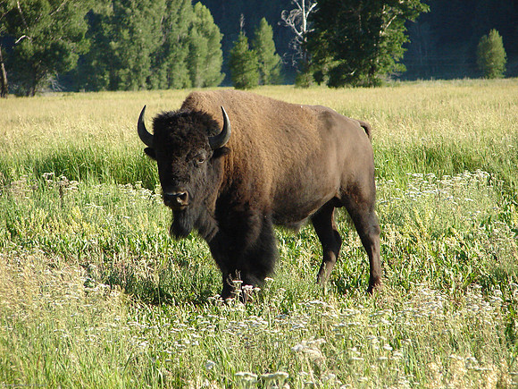 Bison