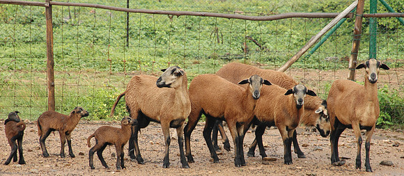 Ostrige Farm