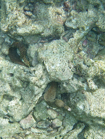 Moray Eel