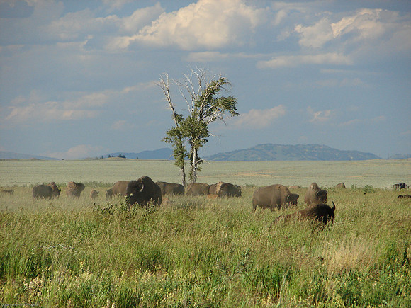 Bison