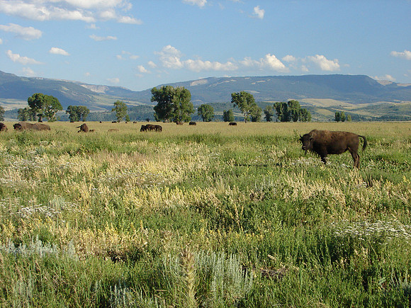 Bison